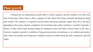 19
Chickpea has an indeterminate growth habit in which vegetative growth continues even after the
start of flowering. Hence, there is often a sequence of leaf, flower bud, flower and pod development along
each branch. The duration of vegetative growth before flowering generally ranges from 40 to 80 days
depending on the variety, location, availability of soil moisture and weather conditions. A number of pseudo–
flowers or false flower buds develop during the changeover from leaf buds to flower buds on the stem.
Excessive vegetative growth is a problem of long growing season environments, as in northern and eastern
India when soil moisture and temperature conditions remain favorable during the early reproductive growth
stages.
Plant growth
 
