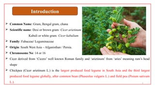 2
 Common Name: Gram, Bengal gram, chana
 Scientific name: Desi or brown gram: Cicer arietinum
Kabuli or white gram: Cicer kabulium
 Family: Fabaceae/ Leguminaceae
 Origin: South West Asia – Afganisthan / Persia.
 Chromosome No: 14 or 16
 Cicer derived from ‘Cicero’ well known Roman family and ‘arietinum’ from ‘aries’ meaning ram’s head
shape
 Chickpea (Cicer arietinum L.) is the largest produced food legume in South Asia and the third largest
produced food legume globally, after common bean (Phaseolus vulgaris L.) and field pea (Pisium sativum
L.).
Introduction
 