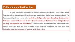 20
Chickpeas have typical papilionaceous flowers. Most cultivars produce a single flower at each
flowering node. A few cultivars with two flowers per node (twin or double flowered) are also found. The
flowers are pink, white or blue in color. Anthesis in chickpea takes place throughout the day. Anther
dehiscence occurs inside the bud 24 hrs before the opening of the flower. Thus, chickpea flowers
are truly cleistogamous and self-fertilized. After dehiscence the anthers become shriveled while the
standard and wing petals are fully expanded. Under favorable conditions, the time taken from
fertilization to the first appearance of pod (pod set) is about 6 days
Pollination and fertilization
 