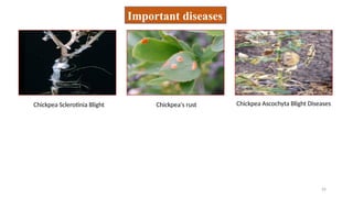 26
Important diseases
Chickpea Sclerotinia Blight Chickpea's rust Chickpea Ascochyta Blight Diseases
 