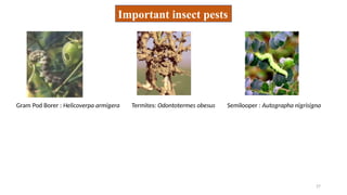 Important insect pests
27
Gram Pod Borer : Helicoverpa armigera Semilooper : Autographa nigrisigna
Termites: Odontotermes obesus
 