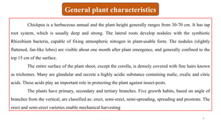 8
Chickpea is a herbaceous annual and the plant height generally ranges from 30-70 cm. It has tap
root system, which is usually deep and strong. The lateral roots develop nodules with the symbiotic
Rhizobium bacteria, capable of fixing atmospheric nitrogen in plant-usable form. The nodules (slightly
flattened, fan-like lobes) are visible about one month after plant emergence, and generally confined to the
top 15 cm of the surface.
The entire surface of the plant shoot, except the corolla, is densely covered with fine hairs known
as trichomes. Many are glandular and secrete a highly acidic substance containing malic, oxalic and citric
acids. These acids play an important role in protecting the plant against insect-pests.
The plants have primary, secondary and tertiary branches. Five growth habits, based on angle of
branches from the vertical, are classified as: erect, semi-erect, semi-spreading, spreading and prostrate. The
erect and semi-erect varieties enable mechanical harvesting
General plant characteristics
 