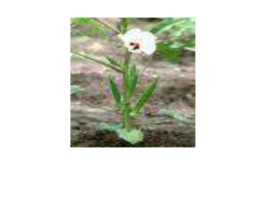 CULTIVATION OF OKRA , PRODUCTION TECHNOLOGY OF OKRA