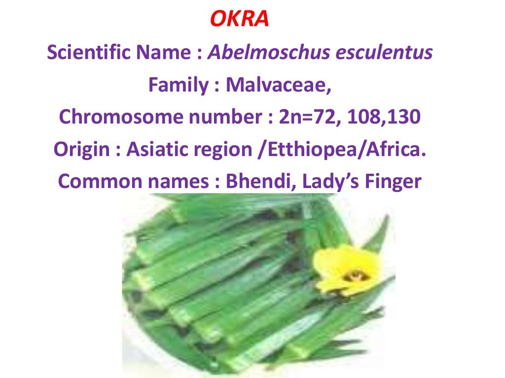 CULTIVATION OF OKRA , PRODUCTION TECHNOLOGY OF OKRA