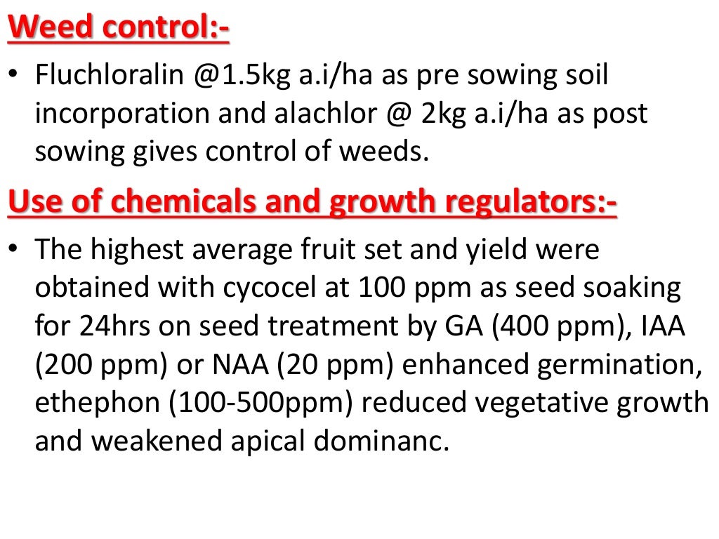 CULTIVATION OF OKRA , PRODUCTION TECHNOLOGY OF OKRA