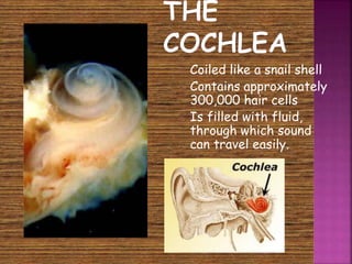  Coiled like a snail shell 
 Contains approximately 
300,000 hair cells 
 Is filled with fluid, 
through which sound 
can travel easily. 
 