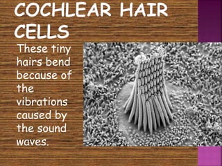  These tiny 
hairs bend 
because of 
the 
vibrations 
caused by 
the sound 
waves. 
 