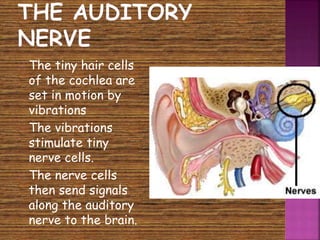  The tiny hair cells 
of the cochlea are 
set in motion by 
vibrations 
 The vibrations 
stimulate tiny 
nerve cells. 
 The nerve cells 
then send signals 
along the auditory 
nerve to the brain. 
 
