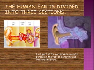 Each part of the ear serves a specific 
purpose in the task of detecting and 
interpreting sound. 
 