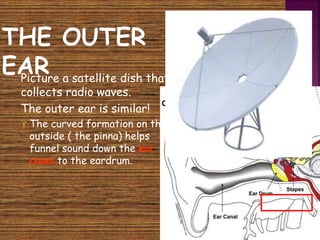  Picture a satellite dish that 
collects radio waves. 
 The outer ear is similar! 
 The curved formation on the 
outside ( the pinna) helps 
funnel sound down the ear 
canal to the eardrum. 
 