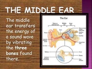  The middle 
ear transfers 
the energy of 
a sound wave 
by vibrating 
the three 
bones found 
there. 
 