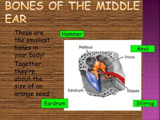  These are 
the smallest 
bones in 
your body! 
 Together, 
they’re 
about the 
size of an 
orange seed. 
Hammer 
Anvil 
Eardrum Stirrup 
 