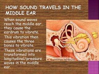  When sound waves 
reach the middle ear, 
they cause the 
eardrum to vibrate. 
 This vibration then 
causes the three 
bones to vibrate. 
 These vibrations are 
transformed into 
longitudinal/pressure 
waves in the middle 
ear. 
 