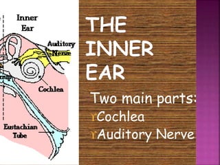 Two main parts: 
Cochlea 
Auditory Nerve 
 
