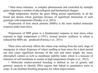 • Heat stress tolerance is complex phenomenon and controlled by multiple
genes imparting a number of physiological and biochemical changes.
•High temperature shorten the grain filling period significantly in all the
bread and durum wheat genotype because of significant interaction of each
genotype with temperature (Panday et al.,2013).
•Expression of heat shock proteins (HSPs) is the most studied molecular
response under heat stress.
•Expression of HSP genes is a fundamental response to heat stress when
exposed to high temperature (>35ºC), normal protein synthesis in wheat is
reduced but HSPs are produced (Farooq et al., 2011).
•Heat stress adversely affects the wheat crop starting from the early stage of
emergence in wheat. Exposure of wheat seedling to heat stress for a short period
can also cause significant decrease of the root and shoot length, dry mass,
chlorophyll content as well as membrane stability index which is a measure of
tolerance of cell membrane to sustain in high temperature (Gupta et al., 2013)
•. Molecular marker-assisted breeding is defined as use of genetic and
genomic analysis to identify DNA regions that linked to quantitative traits in
crops. It can facilitate breeding programs for wheat improvement.
 