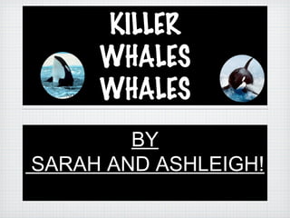 KILLER
WHALES
WHALES
BY
SARAH AND ASHLEIGH!
 