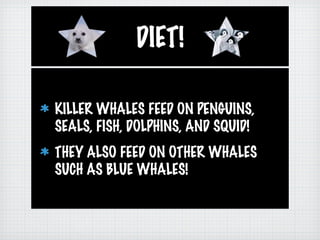 DIET!
KILLER WHALES FEED ON PENGUINS,
SEALS, FISH, DOLPHINS, AND SQUID!
THEY ALSO FEED ON OTHER WHALES
SUCH AS BLUE WHALES!
 