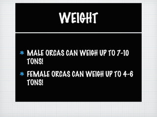 WEIGHT
MALE ORCAS CAN WEIGH UP TO 7-10
TONS!
FEMALE ORCAS CAN WEIGH UP TO 4-6
TONS!
 