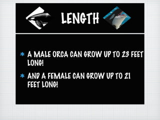 LENGTH
A MALE ORCA CAN GROW UP TO 23 FEET
LONG!
AND A FEMALE CAN GROW UP TO 21
FEET LONG!
 