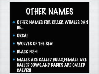 OTHER NAMES
OTHER NAMES FOR KILLER WHALES CAN
BE...
ORCA!
WOLVES OF THE SEA!
BLACK FISH!
MALES ARE CALLED BULLS,FEMALE ARE
CALLED COWS,AND BABIES ARE CALLED
CALVES!
 