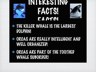 INTERESTING
FACTS!
FACTS!
THE KILLER WHALE IS THE LARGEST
DOLPHIN!
ORCAS ARE REALLY INTELLIGENT AND
WELL ORGANIZED!
ORCAS ARE PART OF THE TOOTHED
WHALE SUBORDER!
 