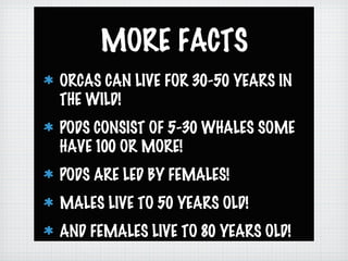 MORE FACTS
ORCAS CAN LIVE FOR 30-50 YEARS IN
THE WILD!
PODS CONSIST OF 5-30 WHALES SOME
HAVE 100 OR MORE!
PODS ARE LED BY FEMALES!
MALES LIVE TO 50 YEARS OLD!
AND FEMALES LIVE TO 80 YEARS OLD!
 