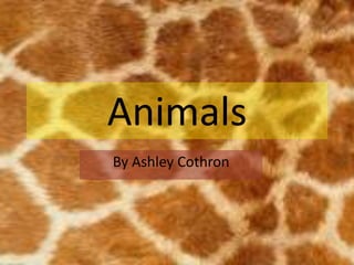 Animals
By Ashley Cothron
 