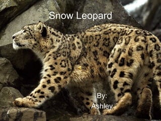 Snow Leopard By: Ashley 