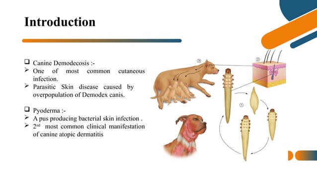Diagnosis and Therapeutic Management of Canine Demodicosis and Pyoderma ...