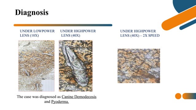 Diagnosis and Therapeutic Management of Canine Demodicosis and Pyoderma ...