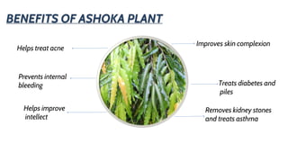 BENEFITS OF ASHOKA PLANT
Helps treat acne
Prevents internal
bleeding
Helps improve
intellect
Improves skin complexion
Treats diabetes and
piles
Removes kidney stones
and treats asthma
 
