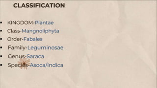 CLASSIFICATION
 KINGDOM-Plantae
 Class-Mangnoliphyta
 Order-Fabales
 Family-Leguminosae
 Genus-Saraca
 Species-Asoca/Indica
 