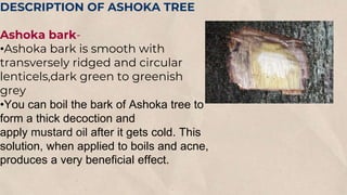 DESCRIPTION OF ASHOKA TREE
Ashoka bark-
•Ashoka bark is smooth with
transversely ridged and circular
lenticels,dark green to greenish
grey
•You can boil the bark of Ashoka tree to
form a thick decoction and
apply mustard oil after it gets cold. This
solution, when applied to boils and acne,
produces a very beneficial effect.
 