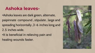 Ashoka leaves-
•Ashoka leaves are dark green, alternate,
paipinnate compound , stipulate , large and
spreading horizontally ,3 -6 inches long and
2 .5 inches wide.
•It is beneficial in relieving pain and
healing wounds faster.
 