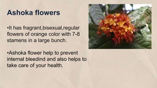 Ashoka flowers
•It has fragrant,bisexual,regular
flowers of orange color with 7-8
stamens in a large bunch.
•Ashoka flower help to prevent
internal bleedind and also helps to
take care of your health.
 