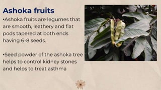 Ashoka fruits
•Ashoka fruits are legumes that
are smooth, leathery and flat
pods tapered at both ends
having 6-8 seeds.
•Seed powder of the ashoka tree
helps to control kidney stones
and helps to treat asthma
 