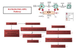 Rank Rankl/opg Flowchart Biology of tooth movements | PPTX