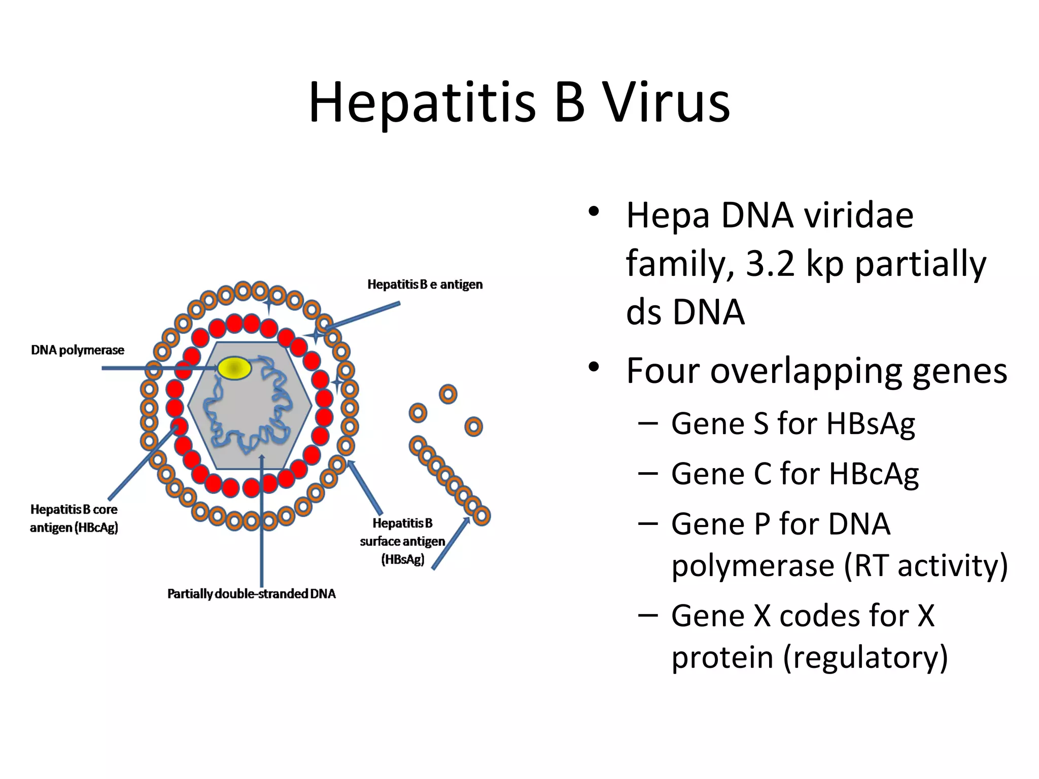 laboratory diagnosis of viral hepatitis (B & C) | PPT