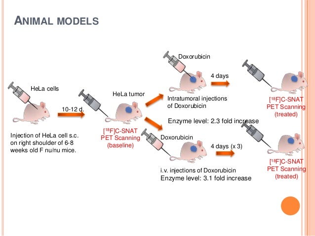 positron emission tomography imaging of drug induced tumor how a pet scan works