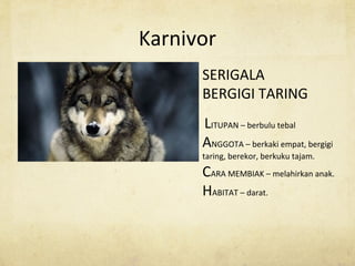 Karnivor
SERIGALA
BERGIGI TARING
LITUPAN – berbulu tebal
ANGGOTA – berkaki empat, bergigi
taring, berekor, berkuku tajam.
CARA MEMBIAK – melahirkan anak.
HABITAT – darat.
 