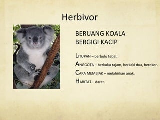 Herbivor
BERUANG KOALA
BERGIGI KACIP
LITUPAN – berbulu tebal.
ANGGOTA – berkuku tajam, berkaki dua, berekor.
CARA MEMBIAK – melahirkan anak.
HABITAT – darat.
 