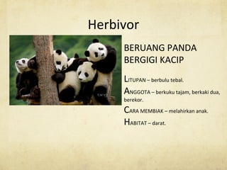 Herbivor
BERUANG PANDA
BERGIGI KACIP
LITUPAN – berbulu tebal.
ANGGOTA – berkuku tajam, berkaki dua,
berekor.
CARA MEMBIAK – melahirkan anak.
HABITAT – darat.
 