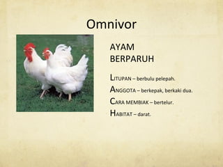Omnivor
AYAM
BERPARUH
LITUPAN – berbulu pelepah.
ANGGOTA – berkepak, berkaki dua.
CARA MEMBIAK – bertelur.
HABITAT – darat.
 