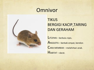 Omnivor
TIKUS
BERGIGI KACIP,TARING
DAN GERAHAM
LITUPAN – berbulu nipis.
ANGGOTA – berkaki empat, berekor.
CARA MEMBIAK – melahirkan anak.
HABITAT – darat.
 