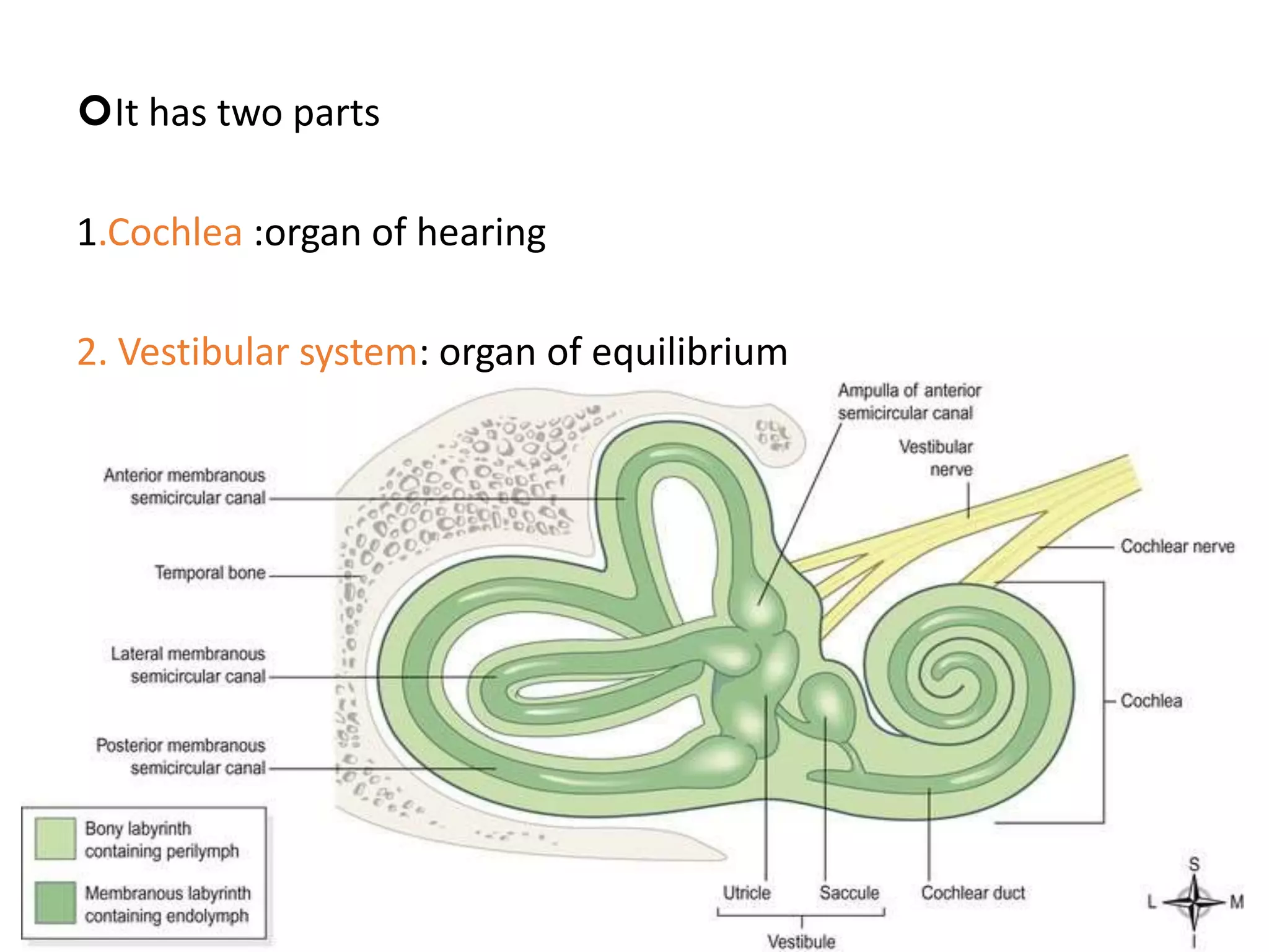 Anatomy and Physiology of Inner Ear | PPT