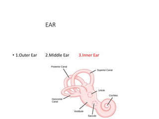 Anatomy and Physiology of Inner Ear | PPT