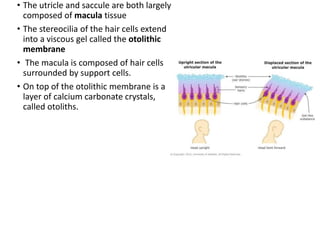 Sacculus Anatomy and Physiology of Inner Ear | PPT