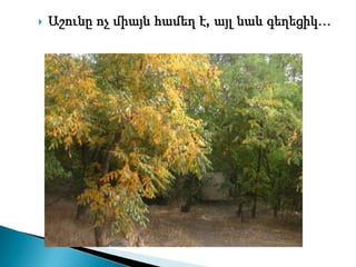    Աշունը ոչ միայն համեղ է, այլ նաև գեղեցիկ…
 