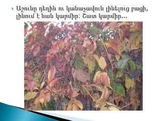    Աշունը դեղին ու կանաչավուն լինելուց բացի,
    լինում է նաև կարմիր: Շատ կարմիր...
 