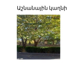 Աշնանային կաղնի
 